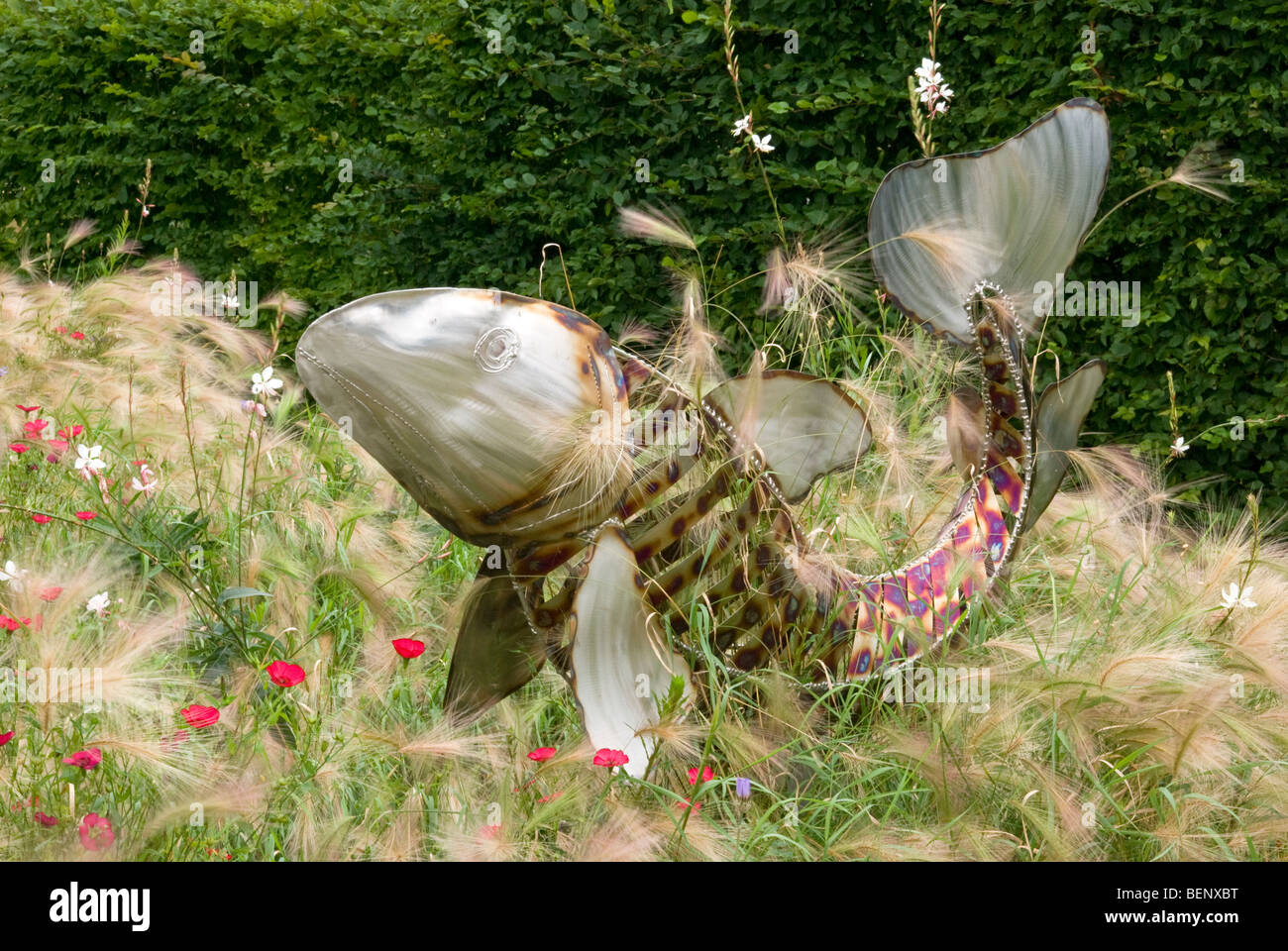 Poisson sautant sur une mer d'herbe Gaura lindheimeri adonis [ERS] Harlow Carr Gardens Harrogate Banque D'Images