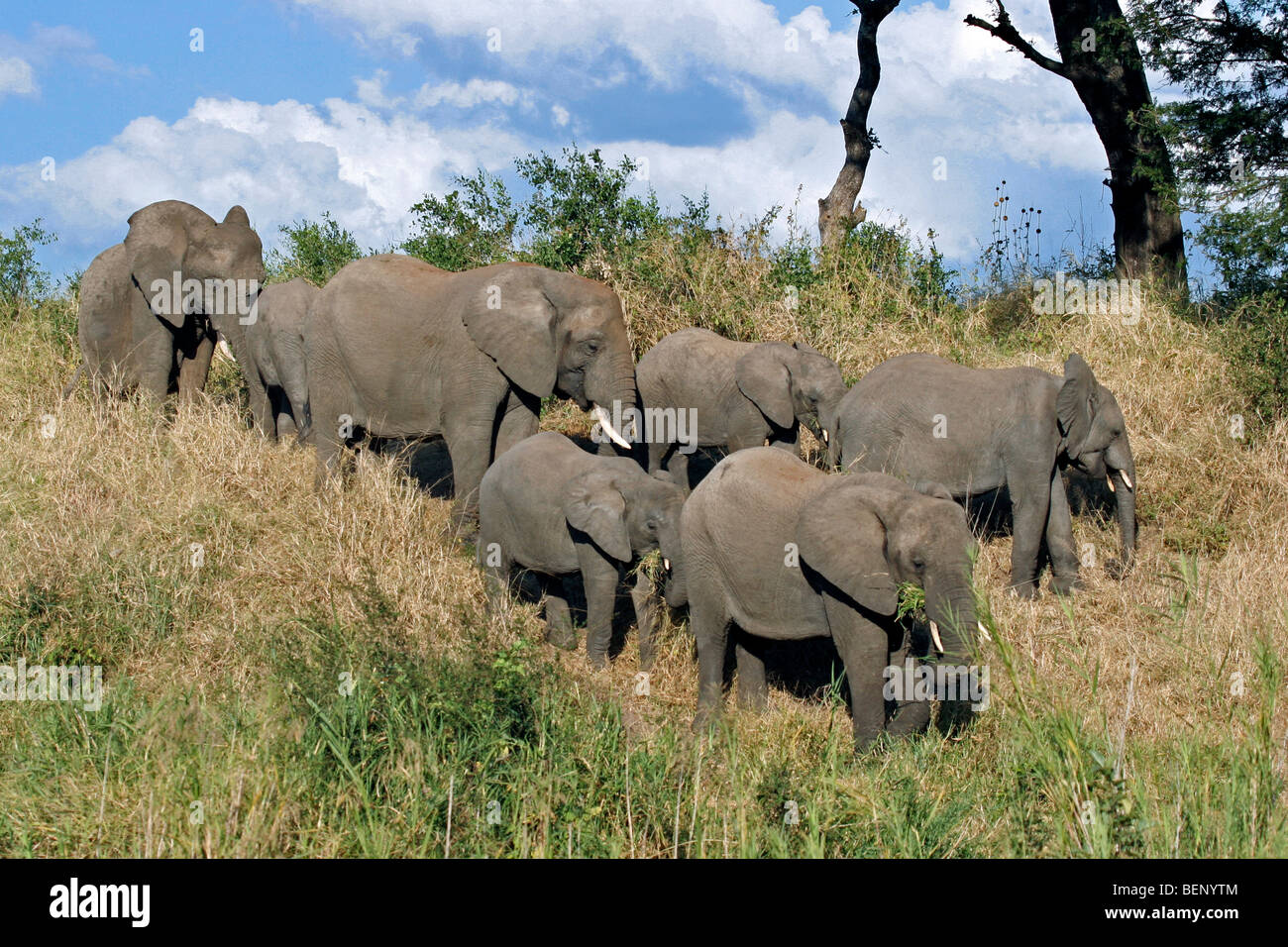 L'éléphant en troupeau d'éléphants (Loxodonta africana), Kruger National Park, Afrique du Sud Banque D'Images