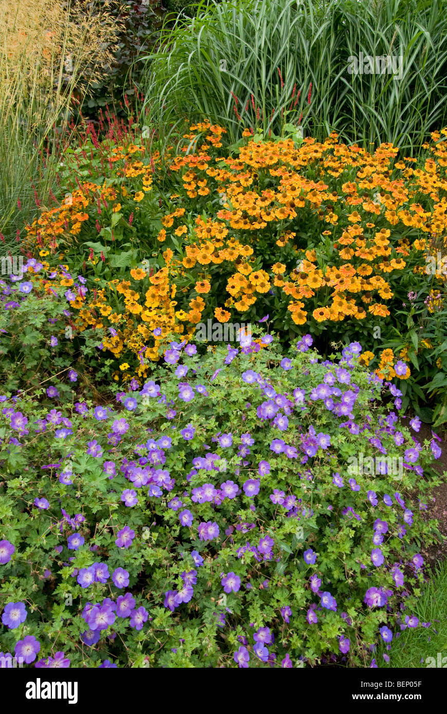 Helenium géranium herbe ornementale [ERS] Harlow Carr Gardens Harrogate Banque D'Images