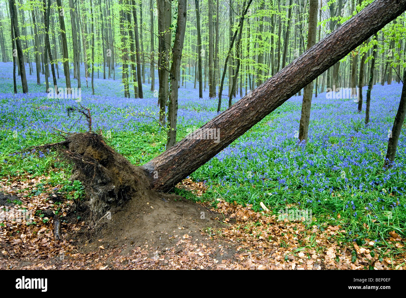 Arbre déraciné hêtre (Fagus sylvatica) après la tempête et de jacinthes (Endymion) nonscriptus dans les scieries au printemps Banque D'Images