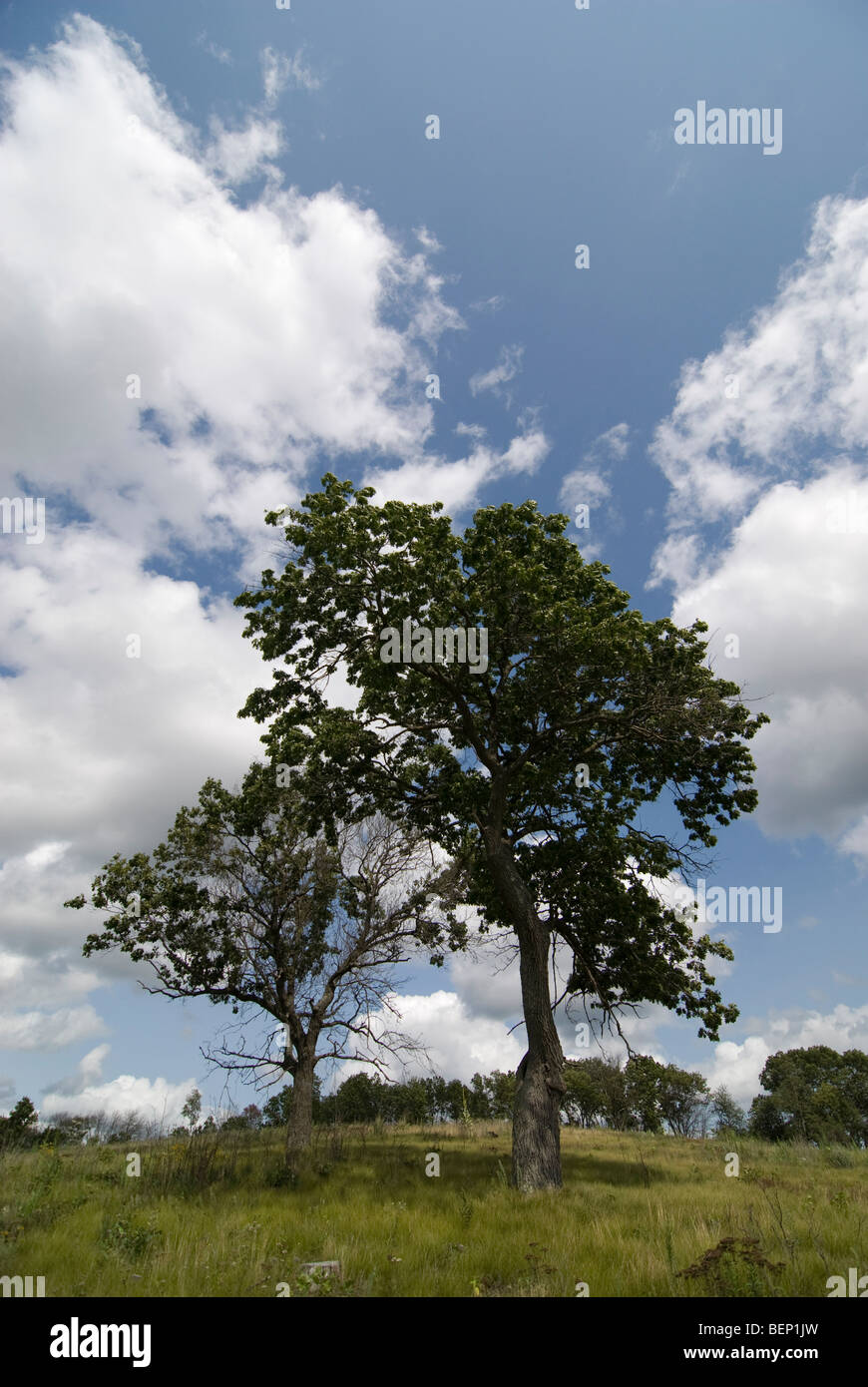 Riverland Conservancy Merrimac préserver deux arbres et ouvert ciel bleu avec des nuages blancs gonflées. Banque D'Images