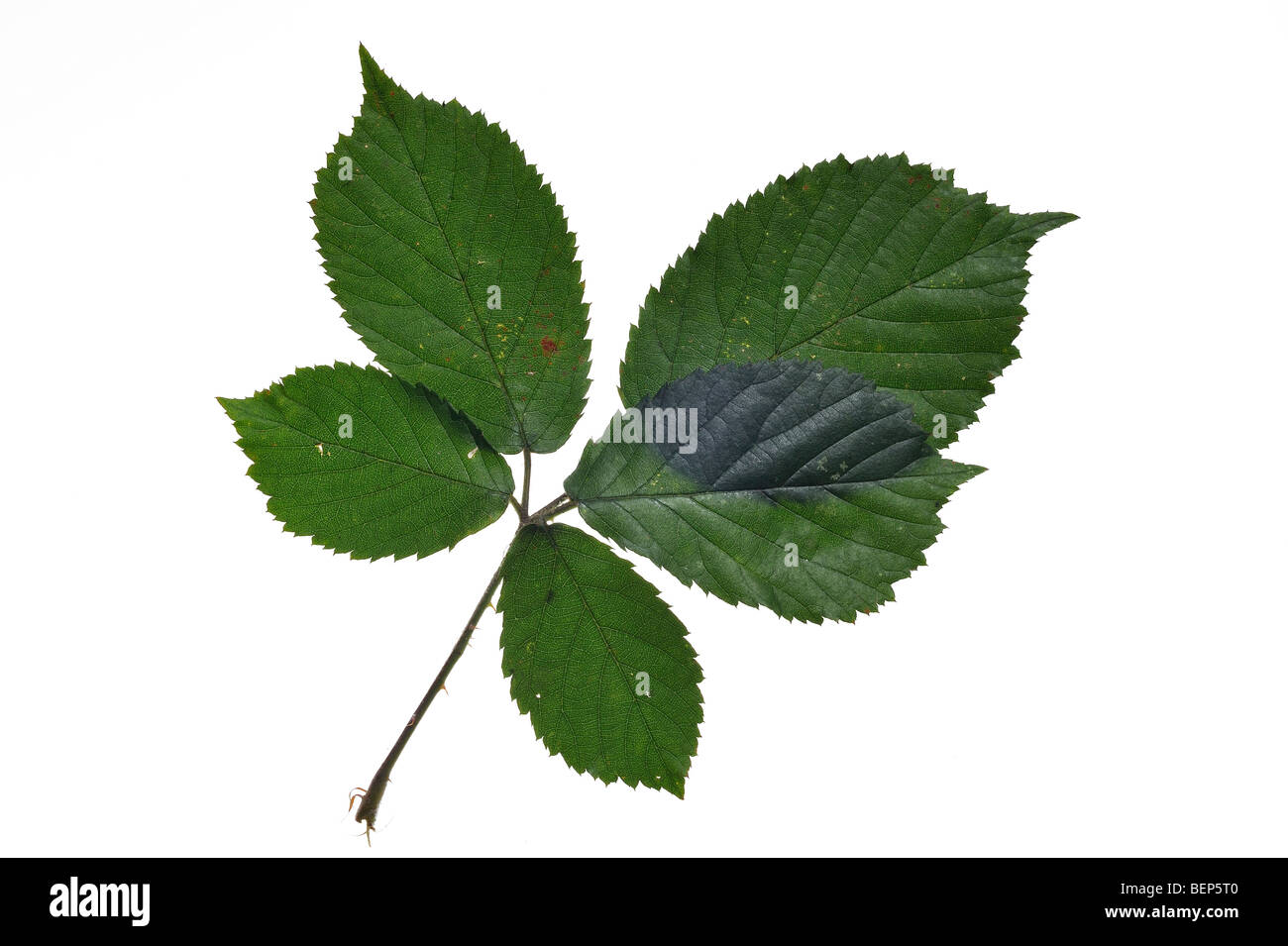 Des ronces (Rubus fruticosus) feuilles, Belgique Banque D'Images