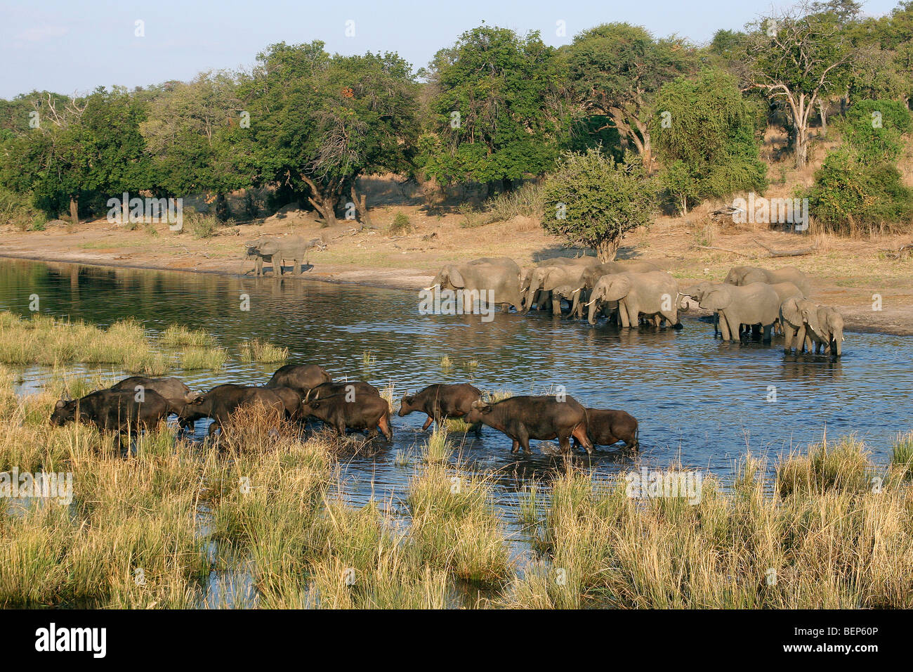Les éléphants d'Afrique (Loxodonta africana) et le buffle (Syncerus caffer) boire dans la rivière, Chobe National Park, Botswana, Africa Banque D'Images