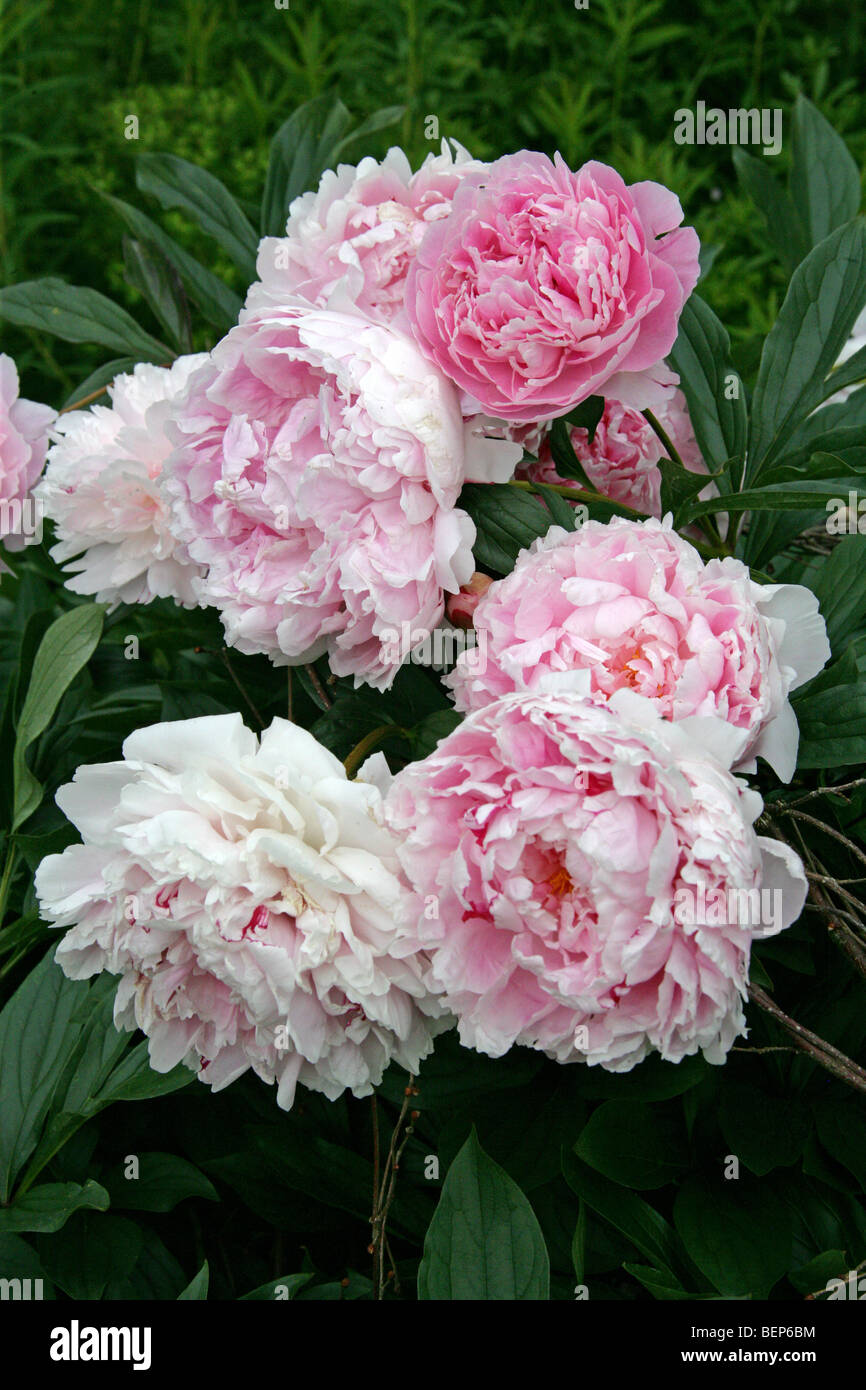 La pivoine, chinois ou le jardin commun de la pivoine herbacée, ou blanc, pivoine Paeonia lactiflora 'Sarah Bernhardt', Vivaces Banque D'Images