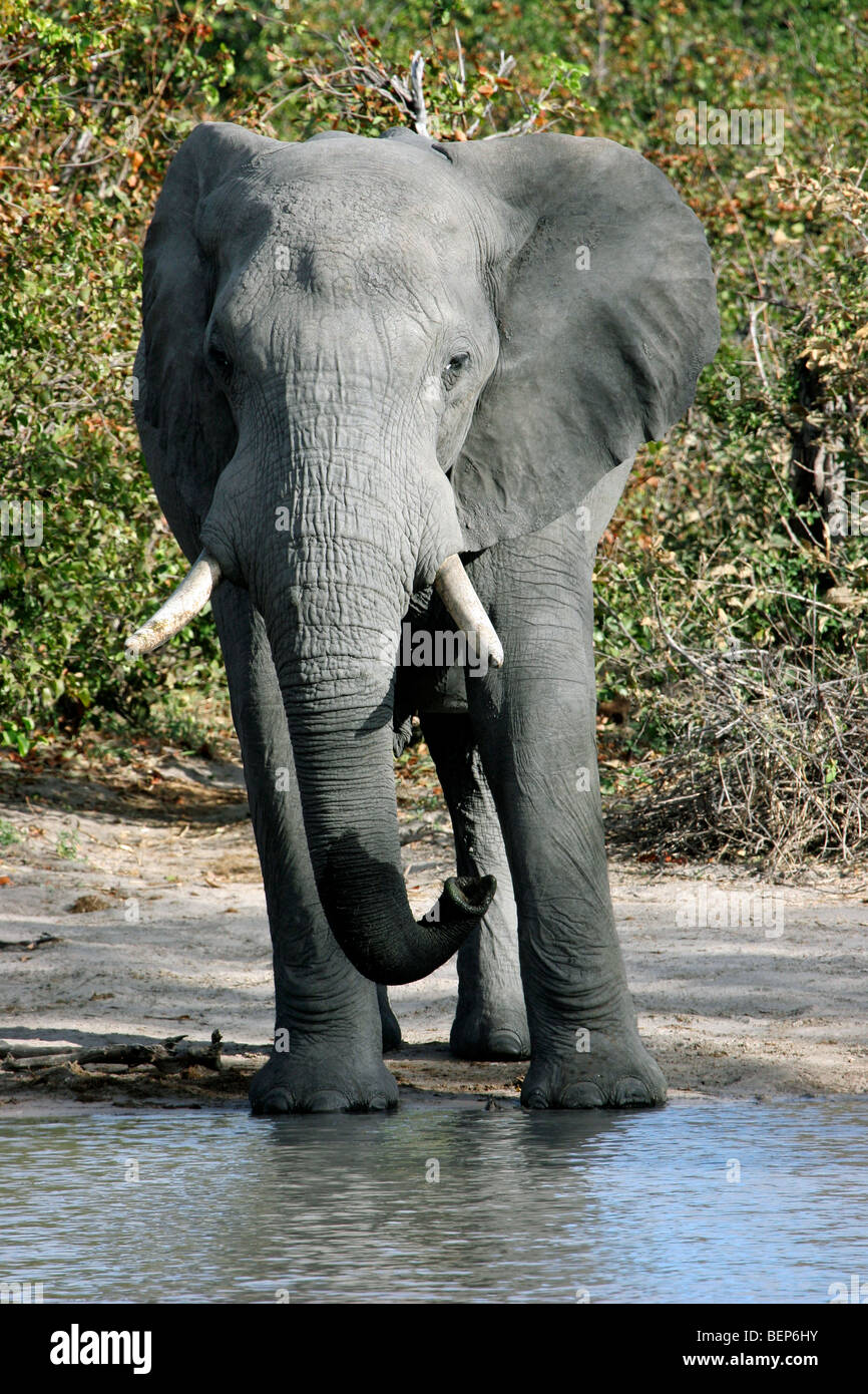 L'éléphant africain (Loxodonta africana) Eau potable à Waterhole, Moremi National Park, Botswana, Afrique du Sud Banque D'Images