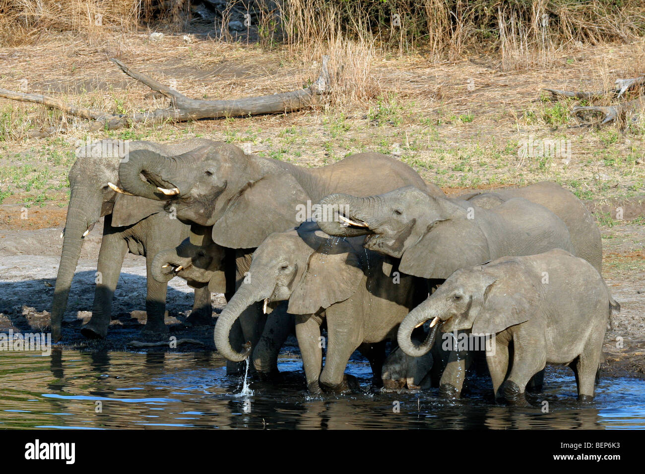 Troupeau d'éléphants d'Afrique (Loxodonta africana) l'eau potable de la rivière, le Parc National de Chobe, Botswana, Afrique du Sud Banque D'Images
