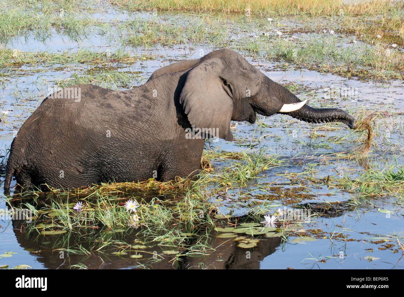 L'éléphant africain (Loxodonta africana) mange de l'herbe dans la rivière, le Parc National de Chobe, Botswana, Afrique du Sud Banque D'Images