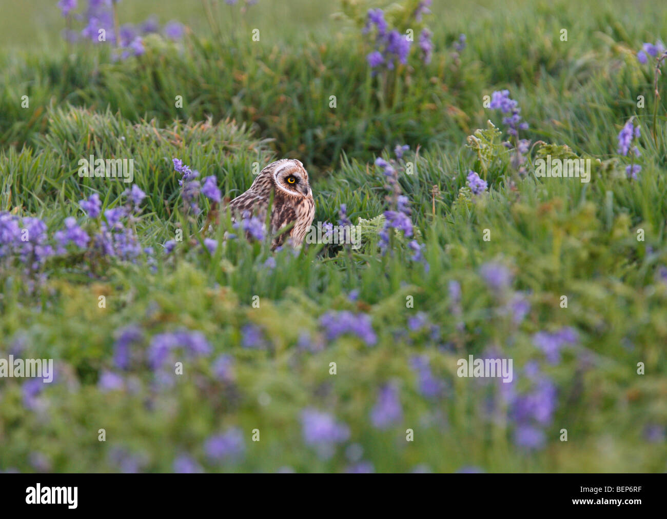 Un Short-Eared Owl à la recherche parmi des jacinthes au crépuscule sur l'île de Skomer Banque D'Images