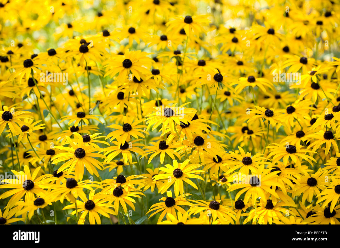 Black Eyed Susan fleurs en anglais Chalet jardin Banque D'Images