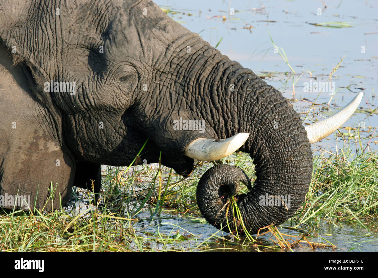Close up of African elephant (Loxodonta africana) avec broken tusk mange de l'herbe en rivière, Chobe National Park, Botswana, Africa Banque D'Images