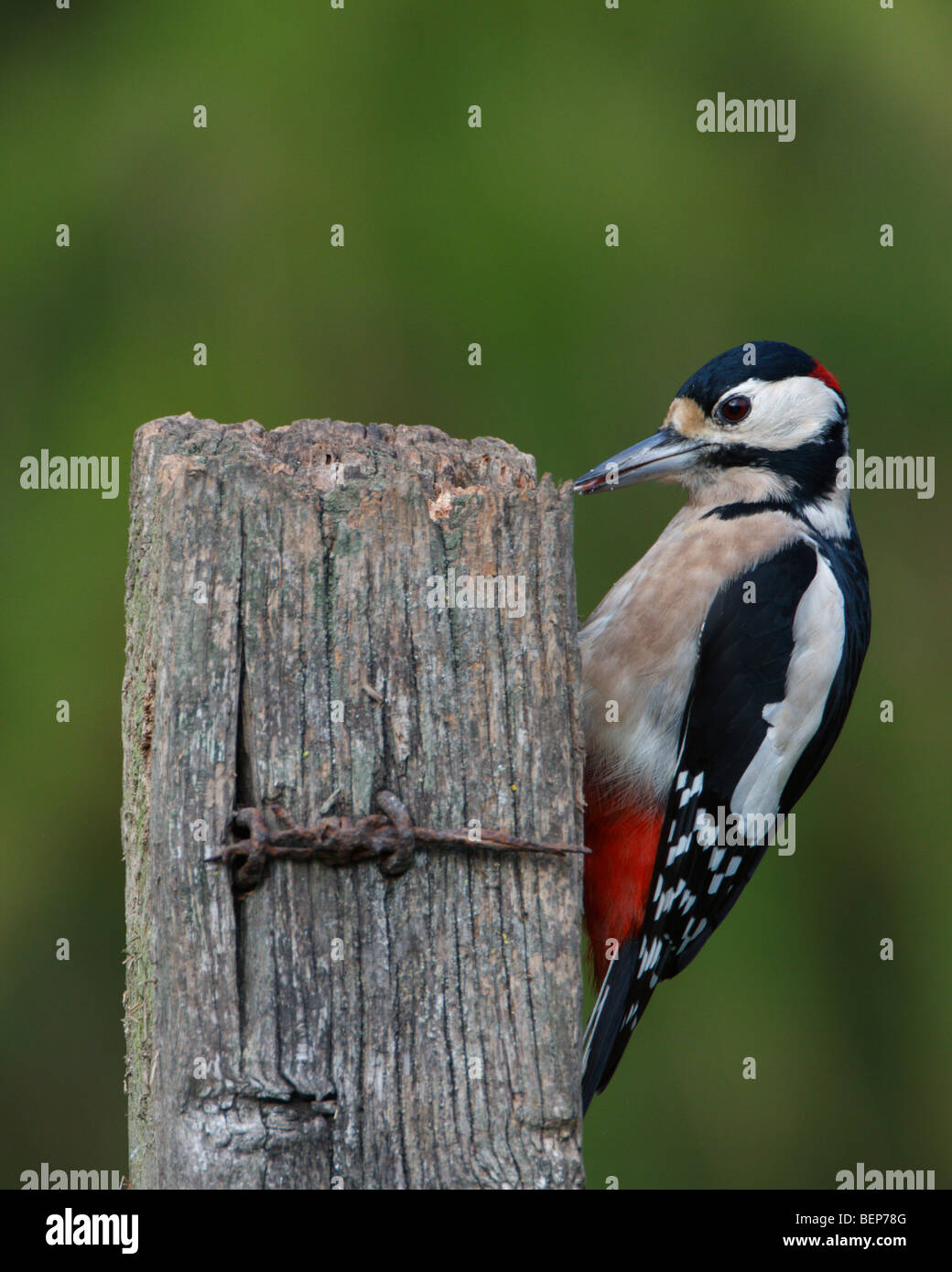 Great spotted woodpecker Dendrocopos major Banque D'Images
