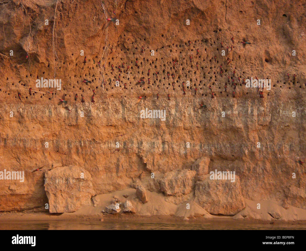 Carmine Bee eater nid des trous dans la rivière Zambèze inférieur, la Zambie, l'Afrique. Banque D'Images