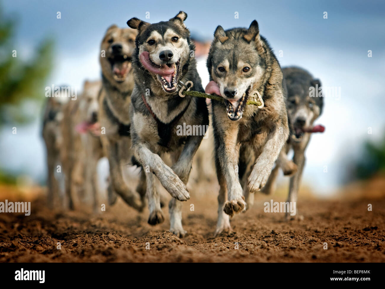 / Chiens Husky sleddogs tirant sled (Canis lupus familiaris) au cours de la Pampa Sled Dog Race, de Haan, Belgique Banque D'Images