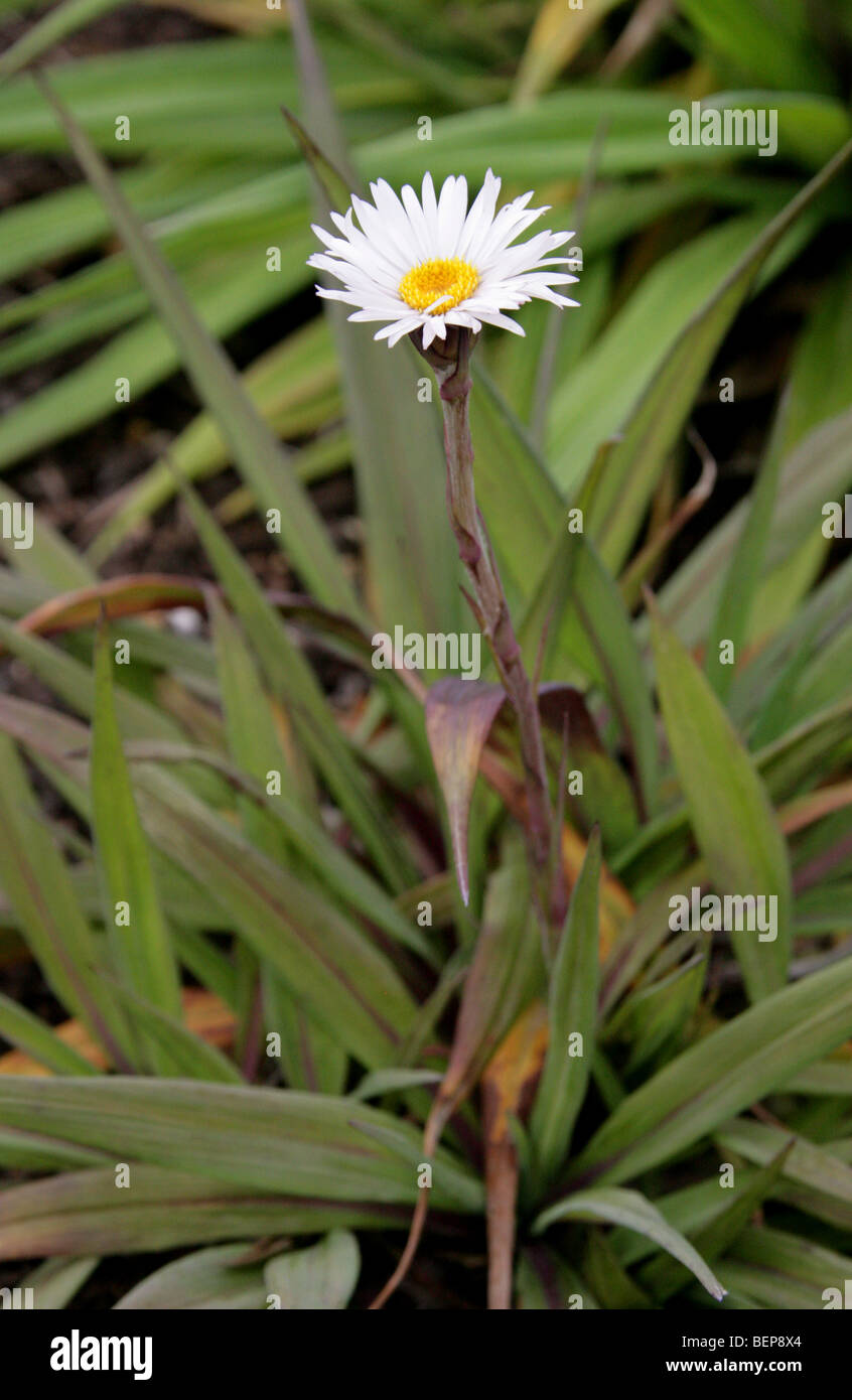 La péninsule de Banks, Daisy Daisy d'Akaroa, Celmisia mackaui, Asteraceae, Nouvelle-Zélande. Syn. Celmisia coriacea. Naturellement rare. Banque D'Images