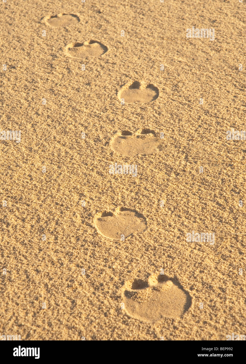Empreintes de chameaux dans le désert de sable Banque D'Images