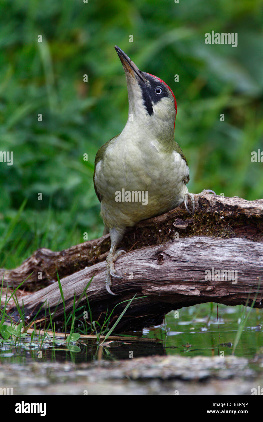 Pic Vert Picus viridis Banque D'Images