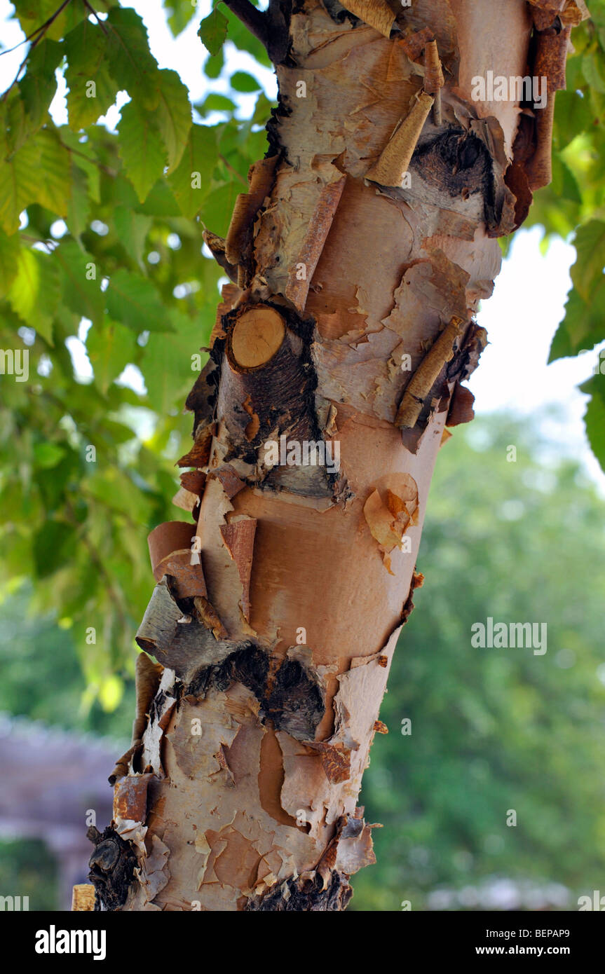 Birch Tree Trunk closeup Banque D'Images