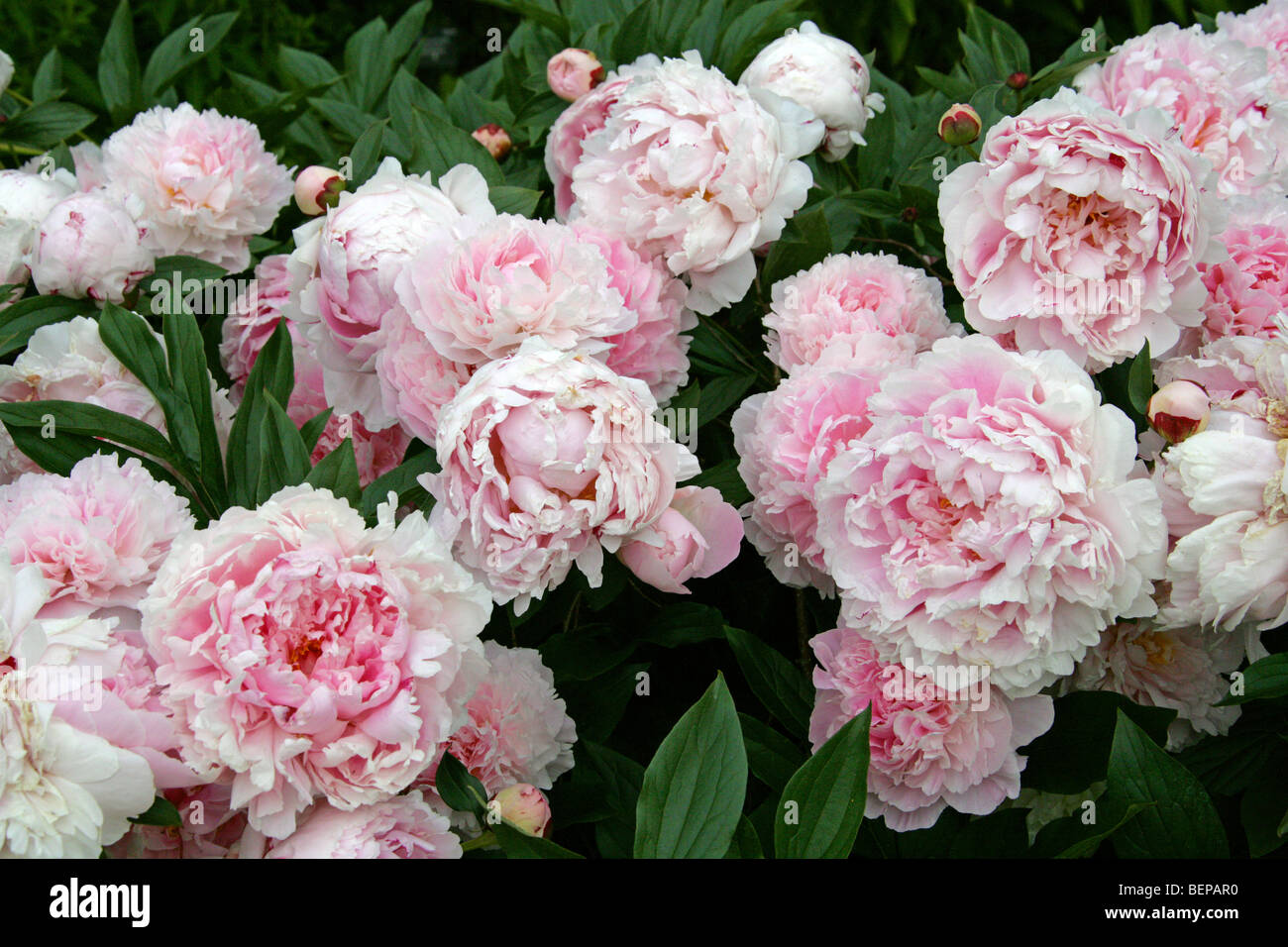 La pivoine, chinois ou le jardin commun de la pivoine herbacée, ou blanc, pivoine Paeonia lactiflora 'Sarah Bernhardt', Vivaces Banque D'Images