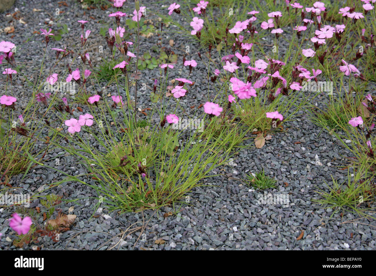 Dianthus henteri, Caryophyllaceae, Roumanie, Europe Banque D'Images