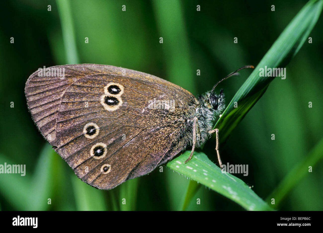 (Un papillon Aphantopus hyperantus) sur herbe, France Banque D'Images
