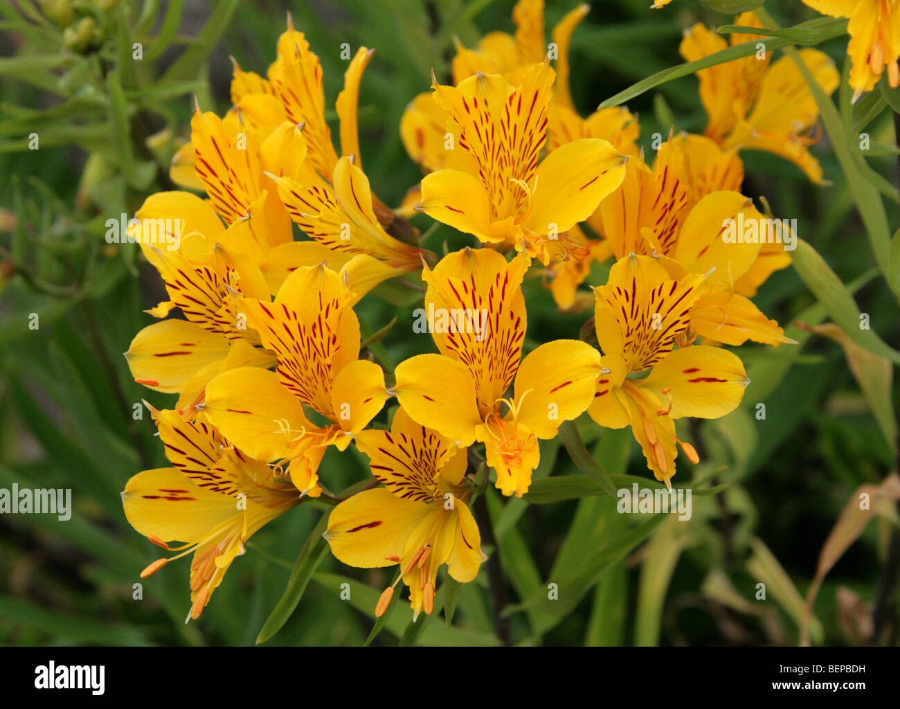 Lily péruvienne, Golden Lily-de-la-Incas, Golden Lily des Incas, l'Alstroemeria aurea, Alstroemeriaceae, Amérique du Sud Banque D'Images