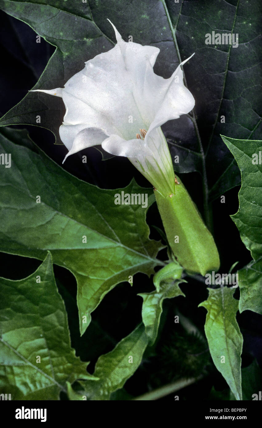 Stramoine / Thornapple / Plâtre (Datura stramonium) lutte contre les mauvaises herbes en fleur Banque D'Images