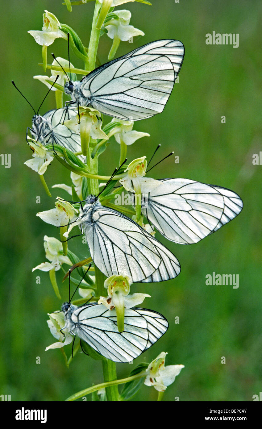 Les papillons blanc veiné noir (Aporia crataegi) sur platanthère verdâtre (Platanthera chlorantha) Banque D'Images