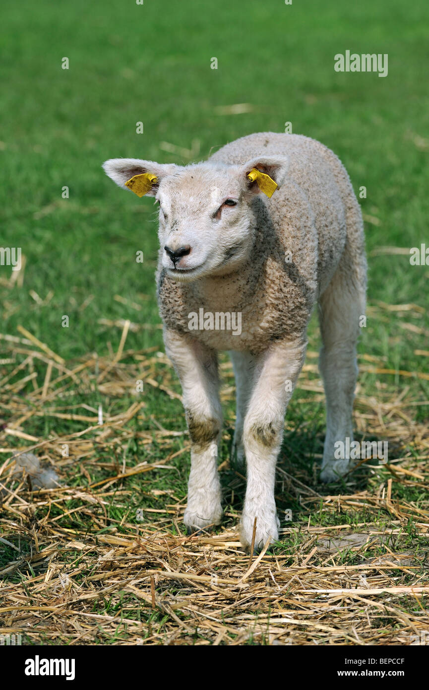 Moutons blancs agneau (Ovis aries) dans la zone Banque D'Images