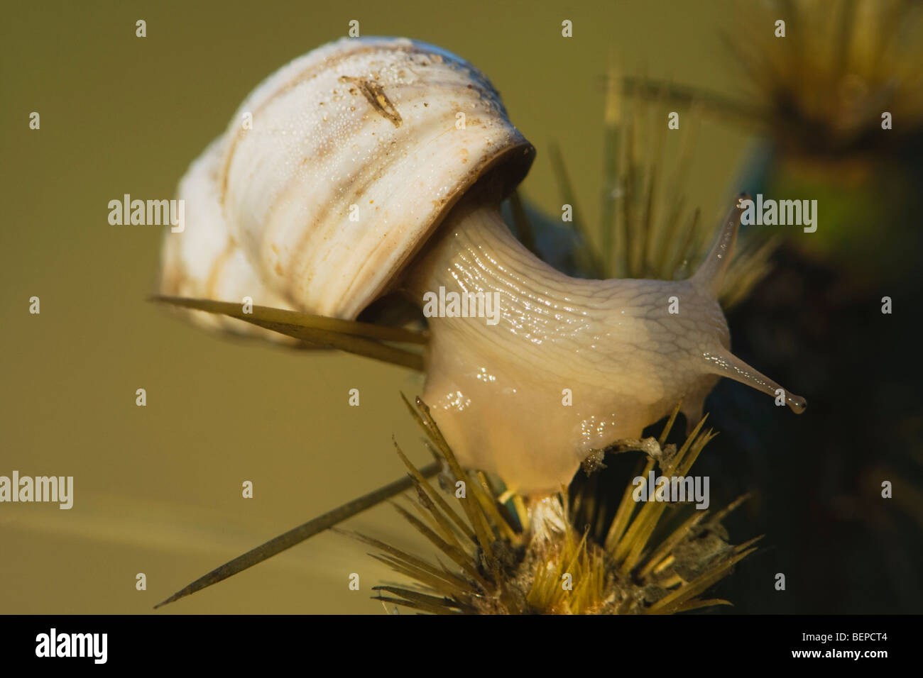 Escargot (Gastropoda), des profils sur la figue, Rio Grande Valley, Texas, États-Unis Banque D'Images