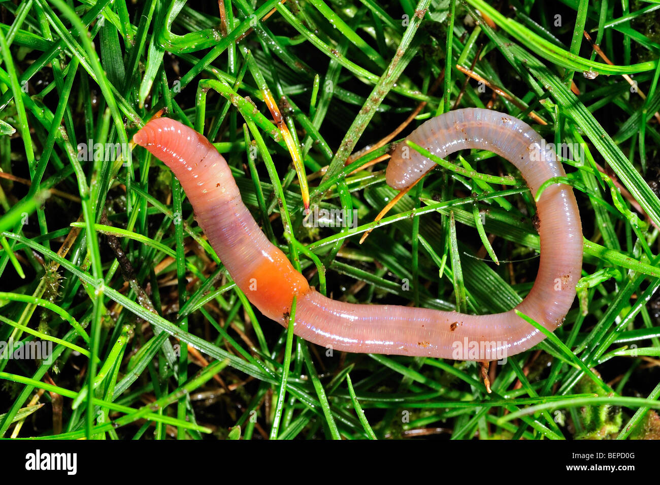 Rosy-tipped ver (Aporrectodea rosea) sur l'herbe dans le jardin Banque D'Images