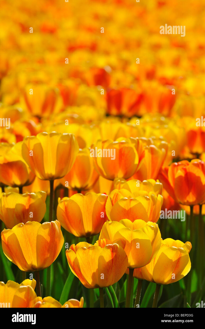 Tulipes Orange (Tulipa sp.) La floraison dans le jardin de fleurs de Keukenhof au printemps près de lisse, en Hollande, aux Pays-Bas Banque D'Images