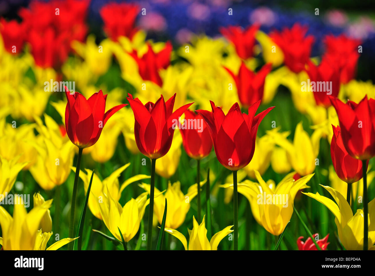 Tulipes colorées (Tulipa sp.) La floraison dans le jardin de fleurs de Keukenhof au printemps près de lisse, en Hollande, aux Pays-Bas Banque D'Images