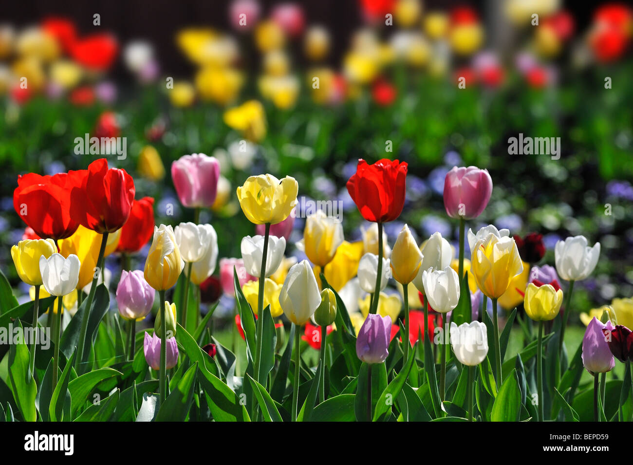 Tulipes colorées (Tulipa sp.) La floraison dans le jardin de fleurs de Keukenhof au printemps près de lisse, en Hollande, aux Pays-Bas Banque D'Images
