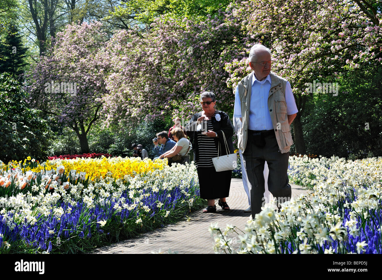 Personnes âgées touristes marcher parmi les jacinthes coloré et des jonquilles dans le jardin de fleurs de Keukenhof, lisse, la Hollande, les Pays-Bas Banque D'Images