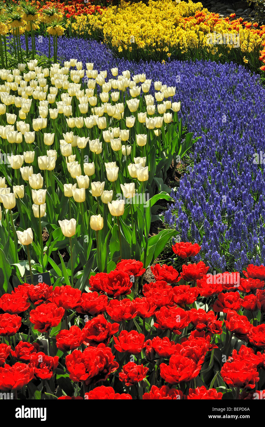 Avec parterre de tulipes colorées, jacinthes et jonquilles dans le jardin de fleurs de Keukenhof au printemps, Lisse, Hollande, Pays-Bas Banque D'Images