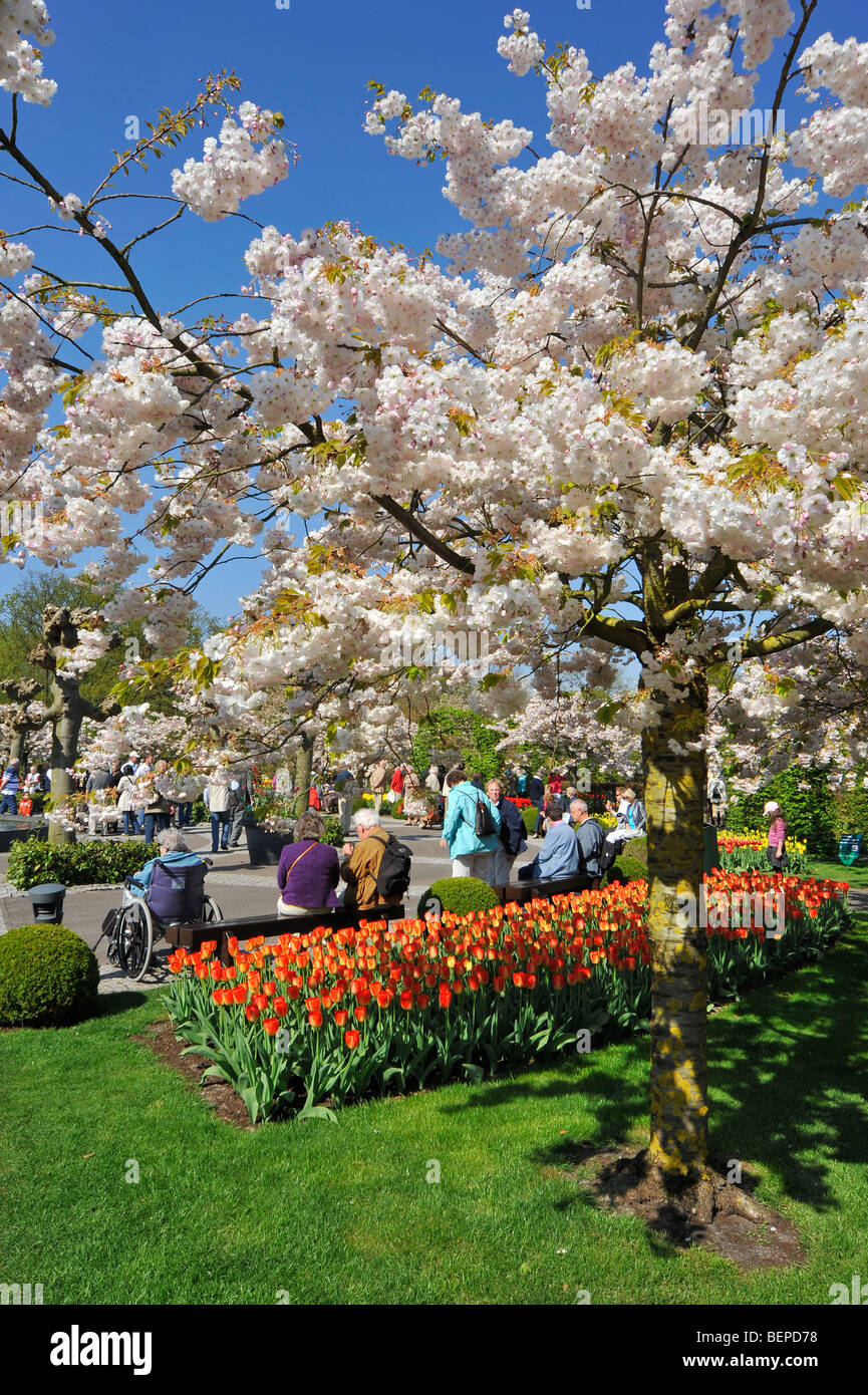 Tulipes colorées et Japanese cherry (Prunus serrulata) dans le jardin de fleurs de Keukenhof au printemps, lisse, la Hollande, les Pays-Bas Banque D'Images