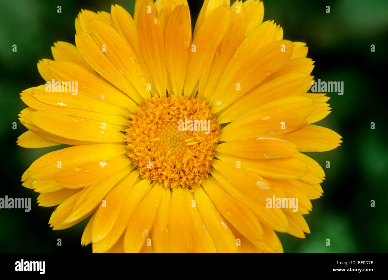 Souci officinal / politique / jardin marigold souci officinal (Calendula officinalis) en fleurs Banque D'Images