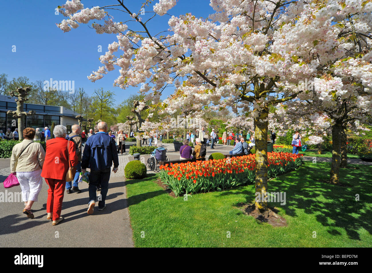 Les touristes marcher le long de tulipes colorées et japonais des cerisiers en fleurs jardin de Keukenhof, lisse, la Hollande, les Pays-Bas Banque D'Images