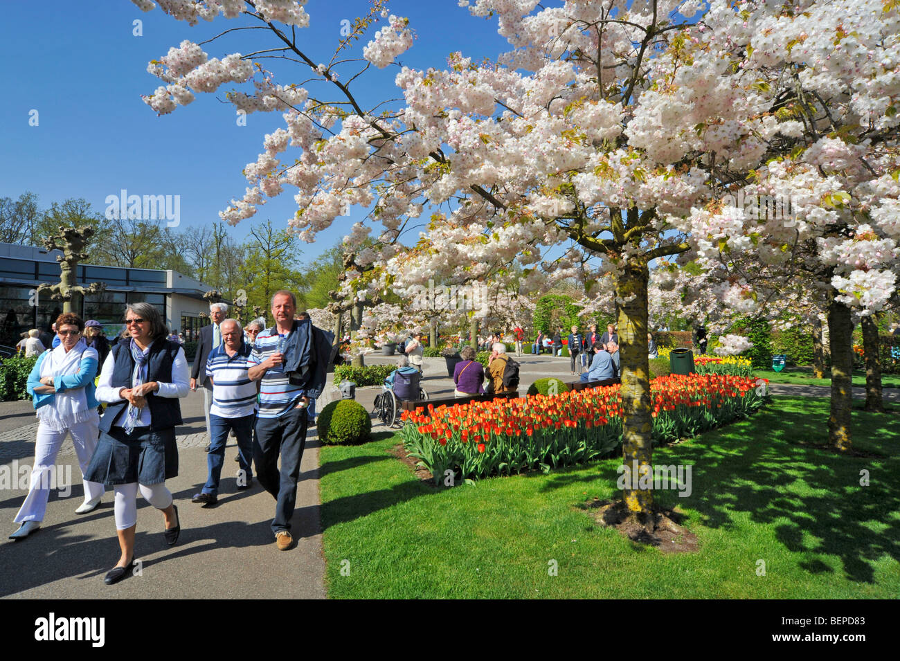 Les touristes marcher le long de tulipes colorées et cerisiers japonais en fleurs jardin fleurs de Keukenhof, les Pays-Bas Banque D'Images