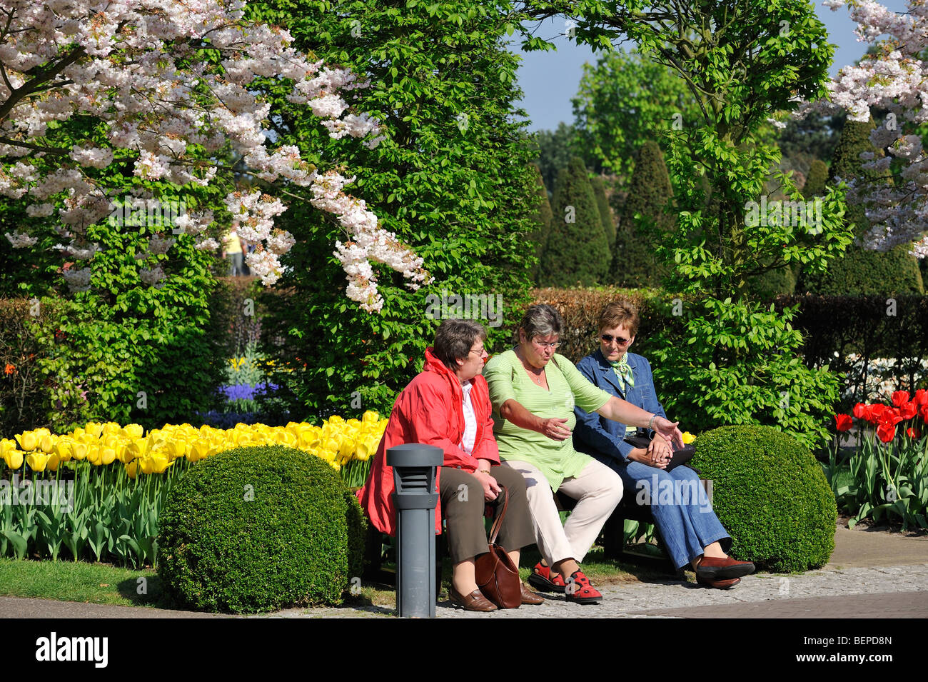 Les touristes assis sur banc de parc entre les tulipes et les cerisiers japonais en fleurs jardin de Keukenhof, Lisse, Hollande, Pays-Bas Banque D'Images