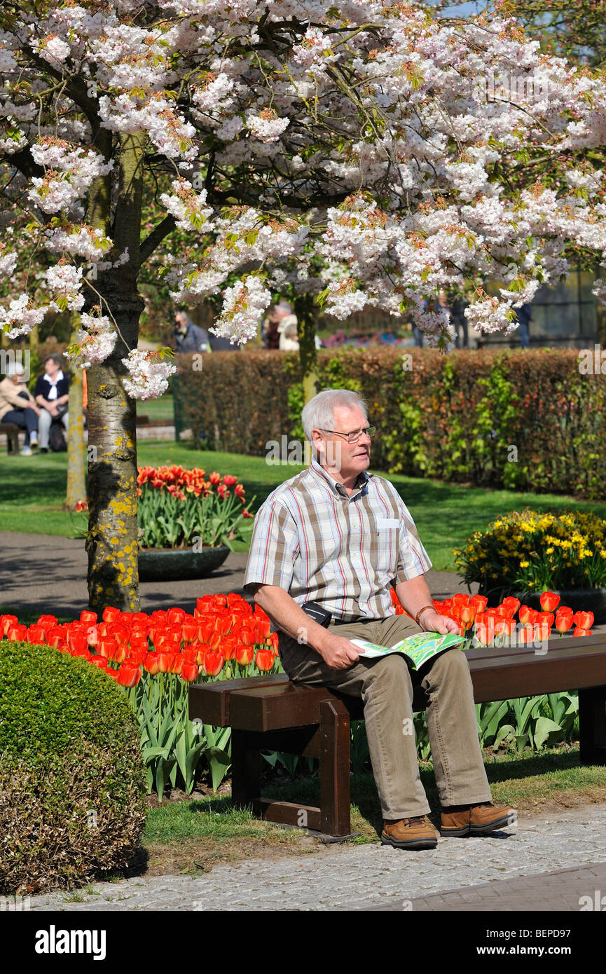 Un homme âgé assis sur un banc en vertu de droits fondamenteux cerisier en fleurs tulipes jardin de Keukenhof, lisse, la Hollande, les Pays-Bas Banque D'Images