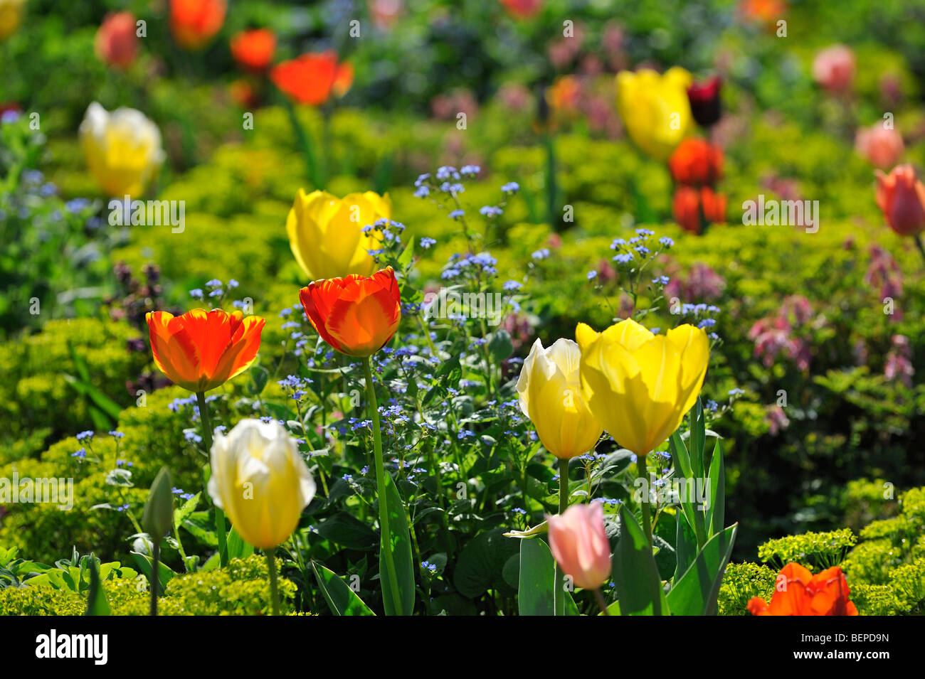 Tulipes colorées (Tulipa sp.) et d'autres fleurs dans le jardin de fleurs Keukenhof de Lisse, près de Hollande, Pays-Bas Banque D'Images