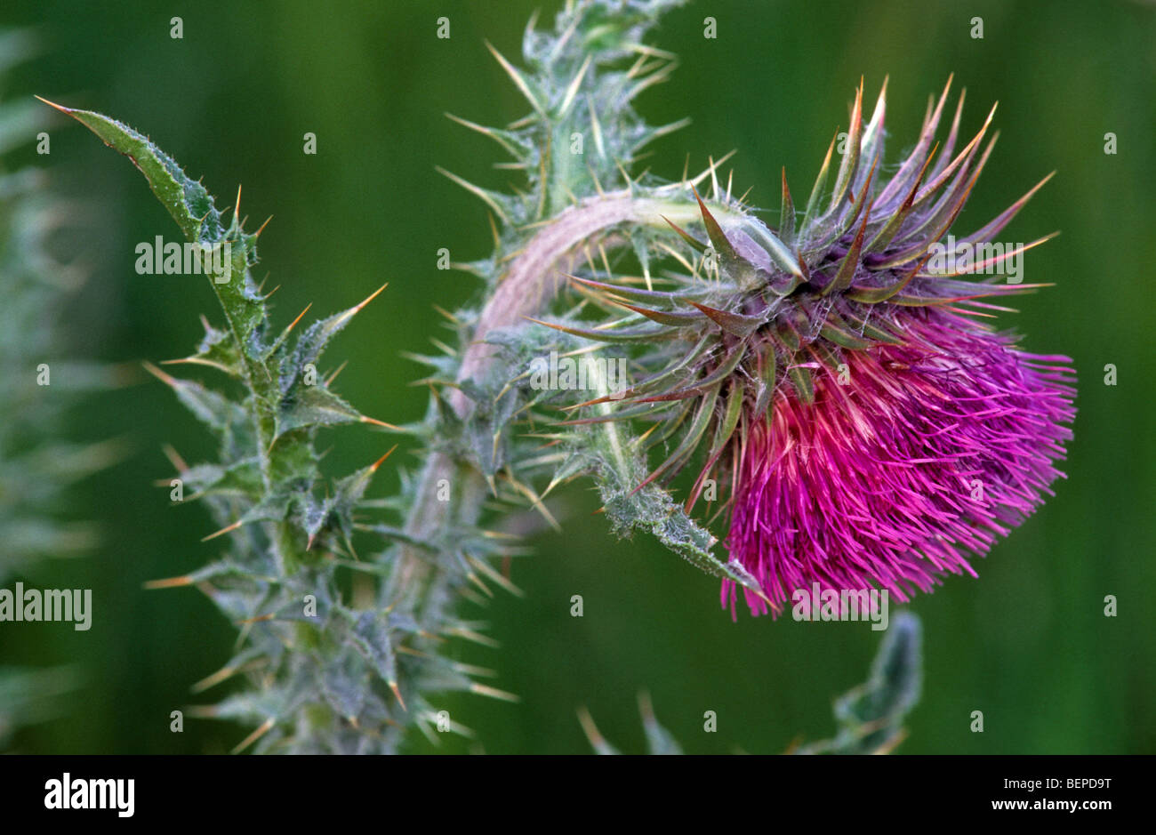 Le musc chardon chardon penché / Hoche plumeless (thistle Carduus nutans) en fleurs Banque D'Images