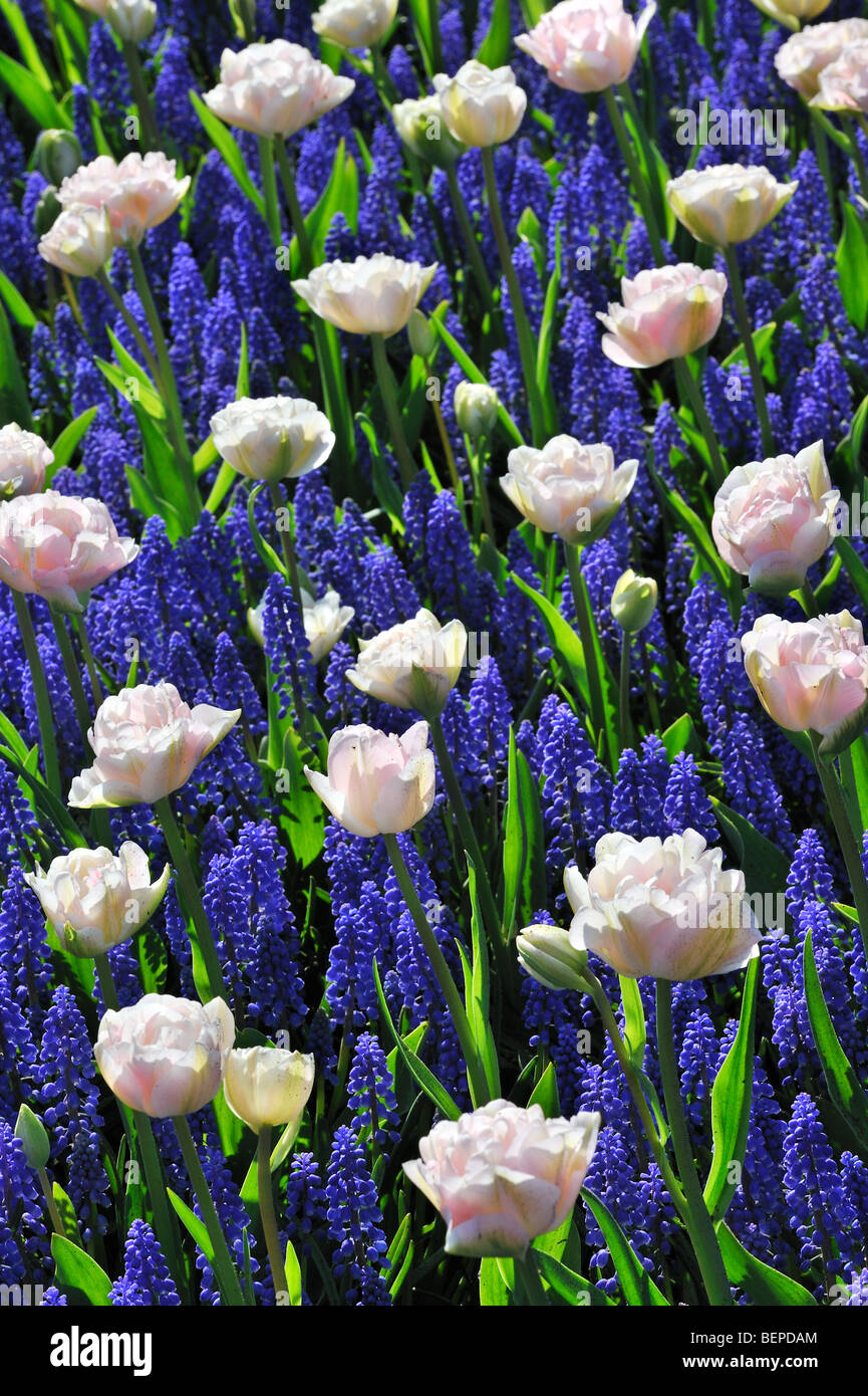 Tulipes colorées (Tulipa sp.) et les jacinthes en fleurs jardin de Keukenhof au printemps près de lisse, en Hollande, aux Pays-Bas Banque D'Images