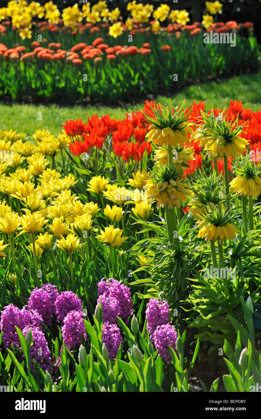 Parterre de fleurs avec des tulipes et jacinthes en fleurs jardin de Keukenhof au printemps près de lisse, en Hollande, aux Pays-Bas Banque D'Images