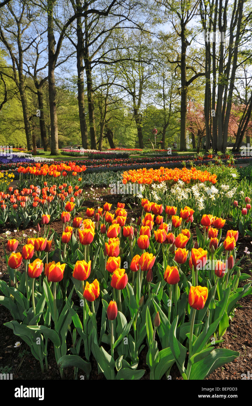 Taches de tulipes colorées (Tulipa sp.) dans le jardin de fleurs Keukenhof de Lisse, près de Hollande, Pays-Bas Banque D'Images