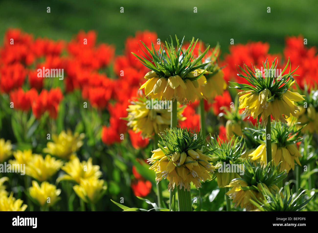 Fleurs colorées dans le jardin de fleurs de Keukenhof au printemps près de lisse, en Hollande, aux Pays-Bas Banque D'Images