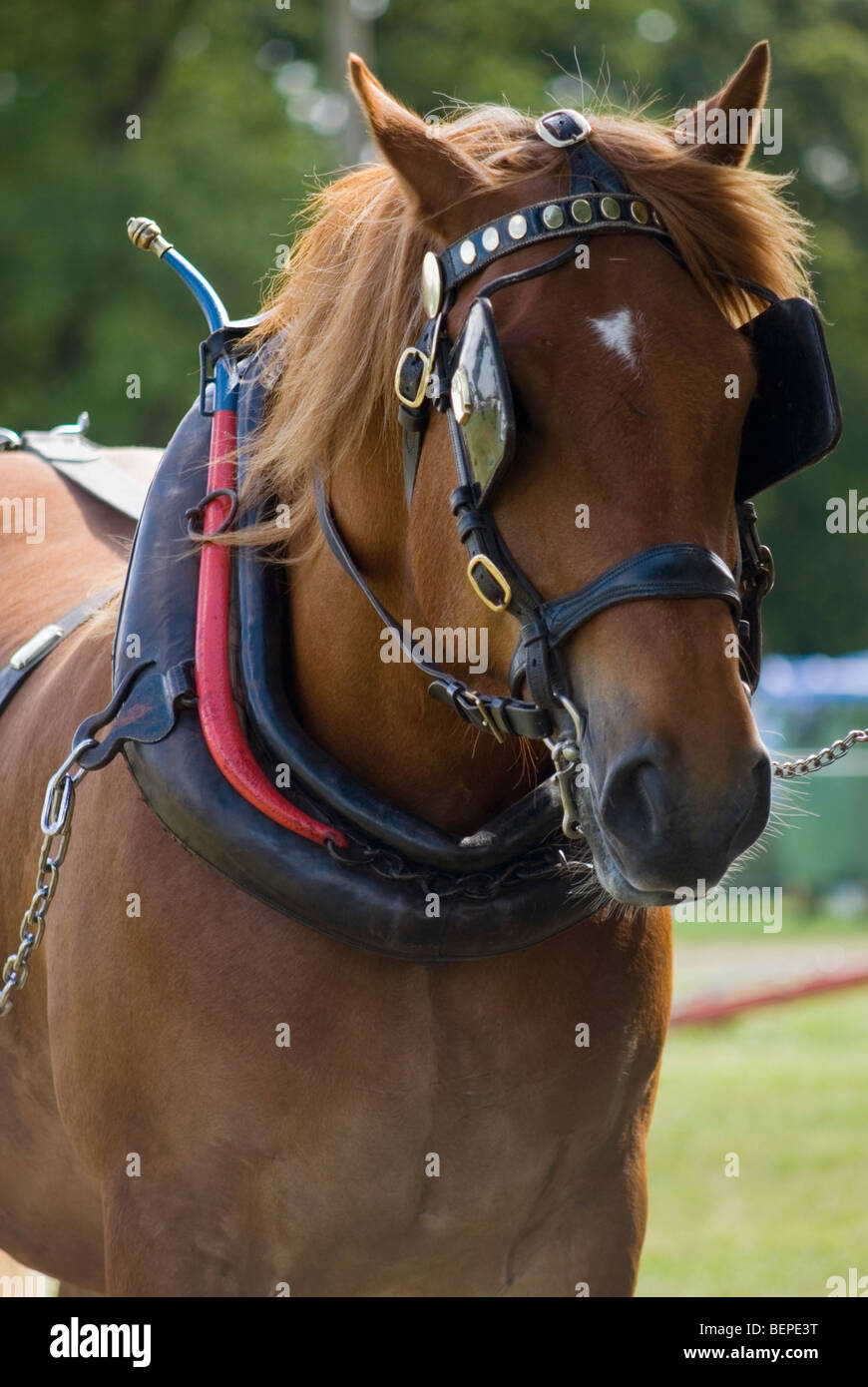 Suffolk Punch Horse montrant des oeillères bride et collier Banque D'Images