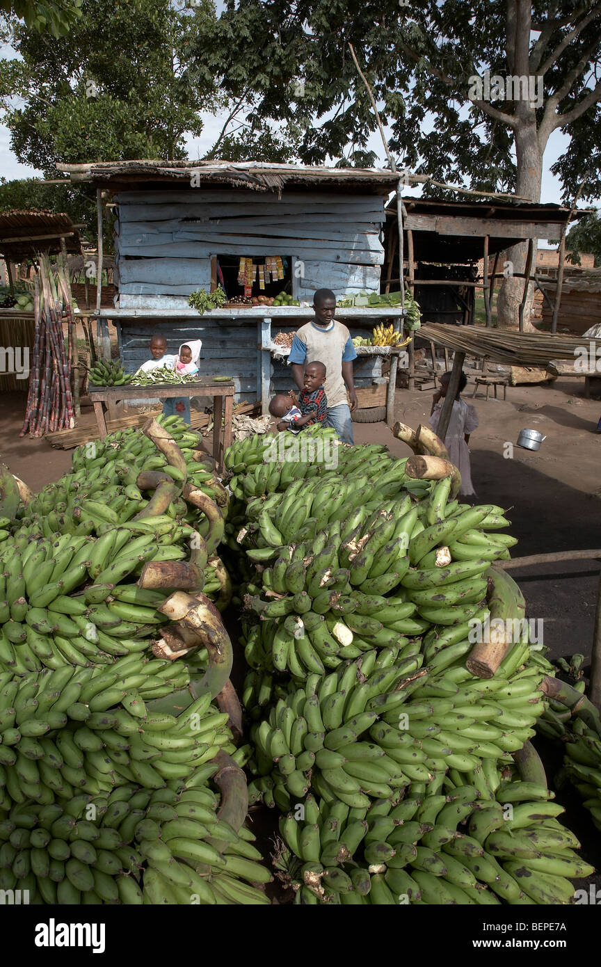 L'Ouganda de bananes pour vendre au marché en Karagi village, district de Mukono. PHOTO par SEAN SPRAGUE Banque D'Images