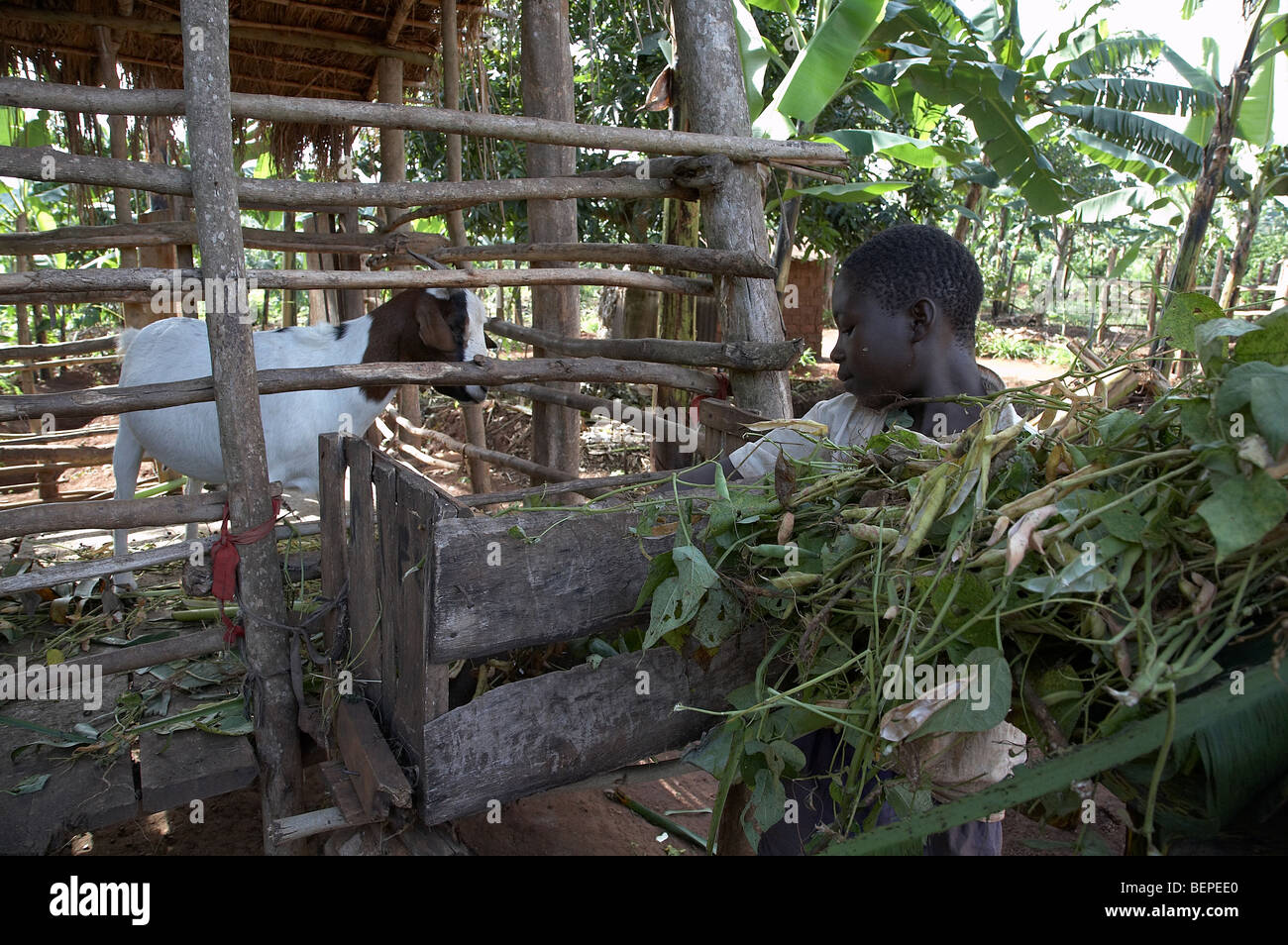 L'Ouganda Boy feeding goat Banque D'Images